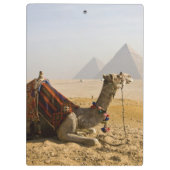 Egypte, Caïro. Een eenzame kameel Klembord (Achterkant)