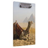 Egypte, Caïro. Een eenzame kameel Klembord (Rechts)