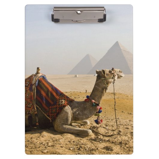 Egypte, Caïro. Een eenzame kameel Klembord (Voorkant)