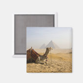 Egypte, Caïro. Een eenzame kameel Magneet (Voorkant / Achterkant)