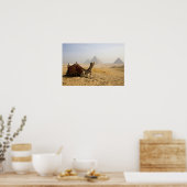 Egypte, Caïro. Een eenzame kameel Poster (Keuken)