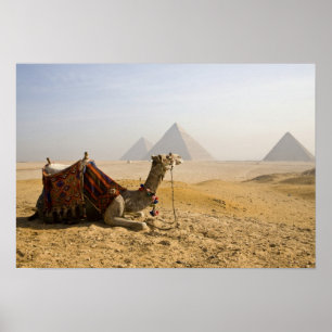 Egypte, Caïro. Een eenzame kameel Poster