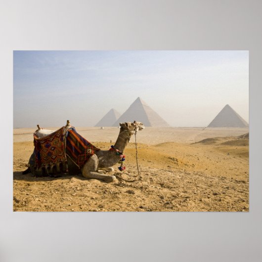 Egypte, Caïro. Een eenzame kameel Poster (Voorkant)