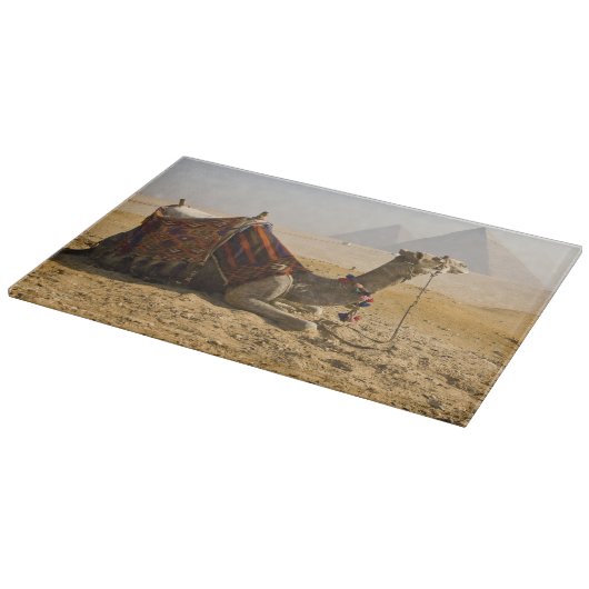 Egypte, Caïro. Een eenzame kameel Snijplank (Hoek)