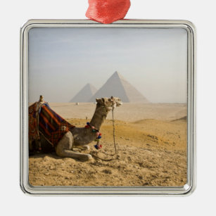 Egypte, Caïro. Een eenzame kameel verzamelt zich o Metalen Ornament
