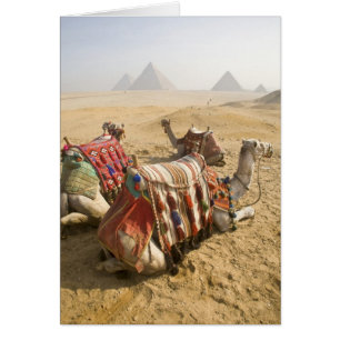 Egypte, Caïro. Rustende kamelen