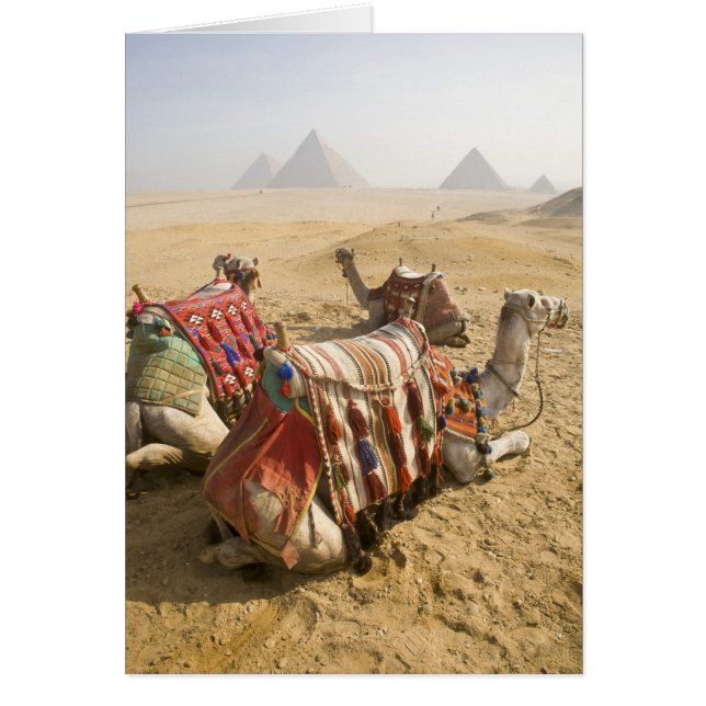 Egypte, Caïro. Rustende kamelen (Voorkant)