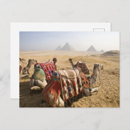 Egypte, Caïro. Rustende kamelen Briefkaart (Voorkant / Achterkant)