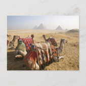Egypte, Caïro. Rustende kamelen Briefkaart (Voorkant)