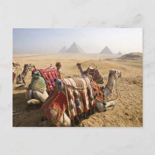 Egypte, Caïro. Rustende kamelen Briefkaart (Voorkant)