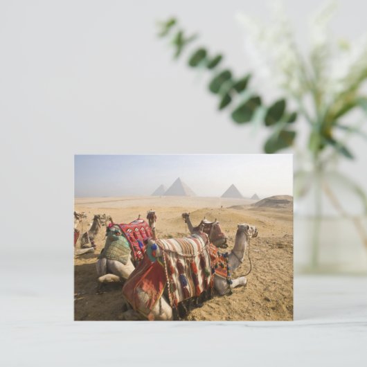 Egypte, Caïro. Rustende kamelen Briefkaart (Staand voorkant)