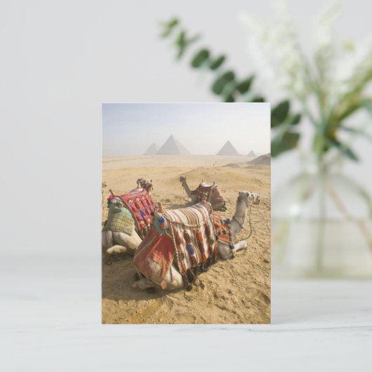 Egypte, Caïro. Rustende kamelen Briefkaart (Staand voorkant)