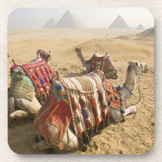 Egypte, Caïro. Rustende kamelen Drankjes Onderzetter (Voorkant)