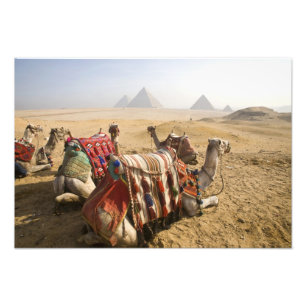 Egypte, Caïro. Rustende kamelen Foto Afdruk
