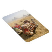 Egypte, Caïro. Rustende kamelen Magneet (Rechterzijde)