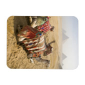 Egypte, Caïro. Rustende kamelen Magneet (Horizontaal)