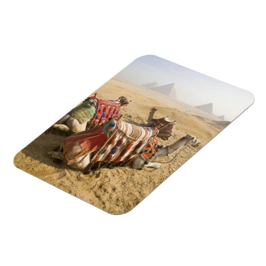 Egypte, Caïro. Rustende kamelen Magneet (Linkerzijde)