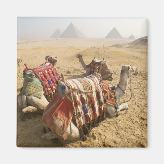 Egypte, Caïro. Rustende kamelen Magneet (Voorkant)