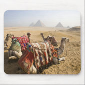 Egypte, Caïro. Rustende kamelen Muismat (Voorkant)