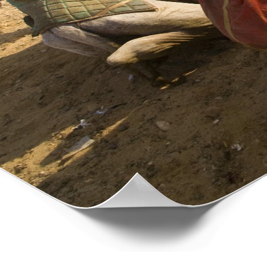 Egypte, Caïro. Rustende kamelen Poster (Hoek)