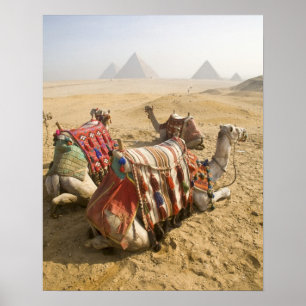 Egypte, Caïro. Rustende kamelen Poster