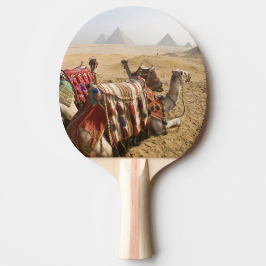 Egypte, Caïro. Rustende kamelen Tafeltennisbatje (Voorkant)