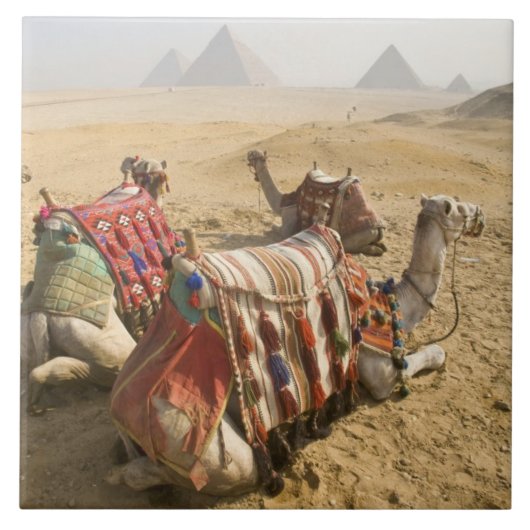 Egypte, Caïro. Rustende kamelen Tegeltje (Voorkant)
