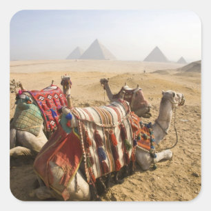 Egypte, Caïro. Rustende kamelen Vierkante Sticker
