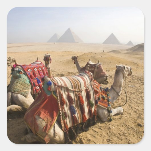 Egypte, Caïro. Rustende kamelen Vierkante Sticker (Voorkant)