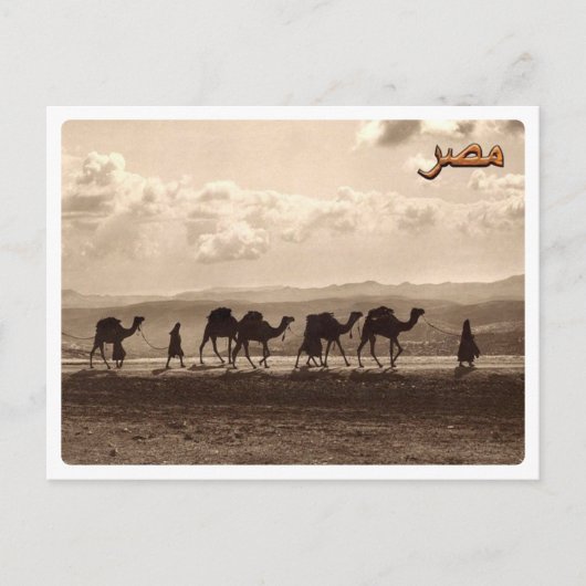 Egypte - Camels - Briefkaart (Voorkant)
