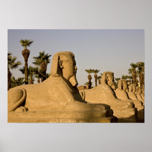 Egypte, Luxor. De Avenue Sphinxes leidt tot Poster (Voorkant)