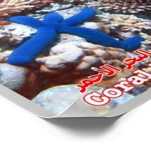 Egypte - Rood Zee - Barrier Reef - Poster (Hoek)