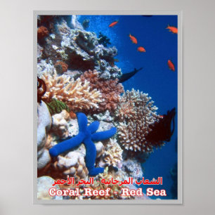 Egypte - Rood Zee - Barrier Reef - Poster
