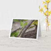 Egyptian Grasshopper in Tree Kaart (Gele Bloem)