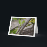Egyptian Grasshopper in Tree Kaart<br><div class="desc">Egyptian Grasshopper in Tree Greeting Card. You can easily customize this product for free if you would like to add wording or change the color of the background.</div>