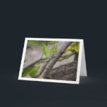 Egyptian Grasshopper in Tree Kaart<br><div class="desc">Egyptian Grasshopper in Tree Greeting Card. You can easily customize this product for free if you would like to add wording or change the color of the background.</div>