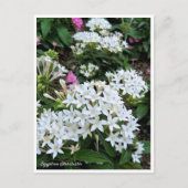 Egyptian Starcluster Briefkaart (Voorkant)