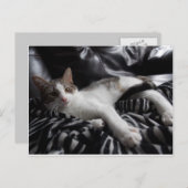 Egyptisch Mau Mix  Briefkaart (Voorkant / Achterkant)