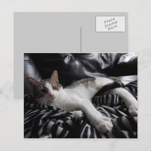 Egyptisch Mau Mix  Briefkaart (Voorkant / Achterkant)