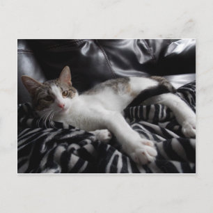 Egyptisch Mau Mix  Briefkaart