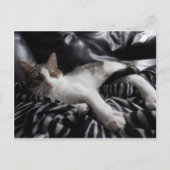 Egyptisch Mau Mix  Briefkaart (Voorkant)