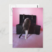 Egyptisch Mau Mix kitten briefkaart (Voorkant / Achterkant)