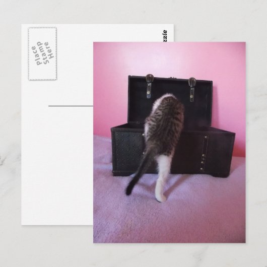 Egyptisch Mau Mix kitten briefkaart (Voorkant / Achterkant)