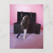 Egyptisch Mau Mix kitten briefkaart (Voorkant)