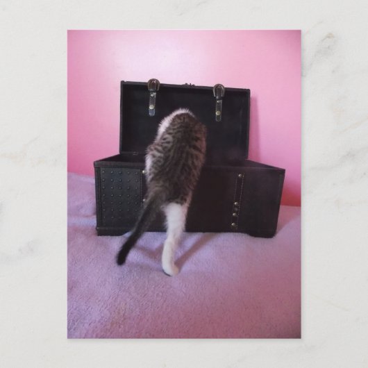 Egyptisch Mau Mix kitten briefkaart (Voorkant)