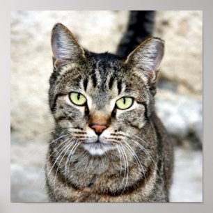 Egyptisch Poster voor kat