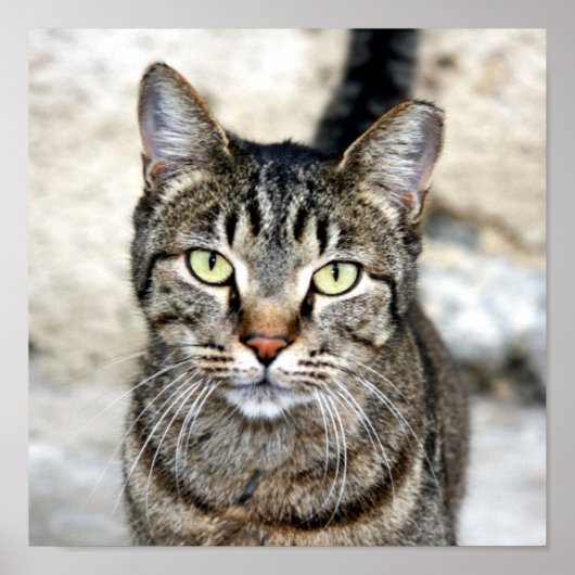 Egyptisch Poster voor kat (Voorkant)