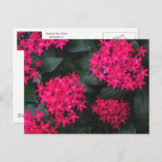 Egyptisch Star Flower Briefkaart (Voorkant / Achterkant)