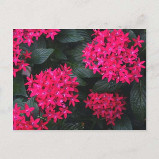 Egyptisch Star Flower Briefkaart (Voorkant)