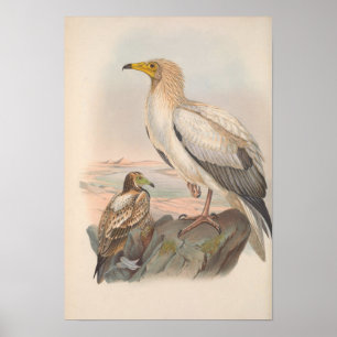 Egyptische bietenteelt Poster